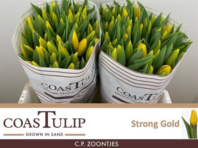 Tulpa en Coas Strong Gold