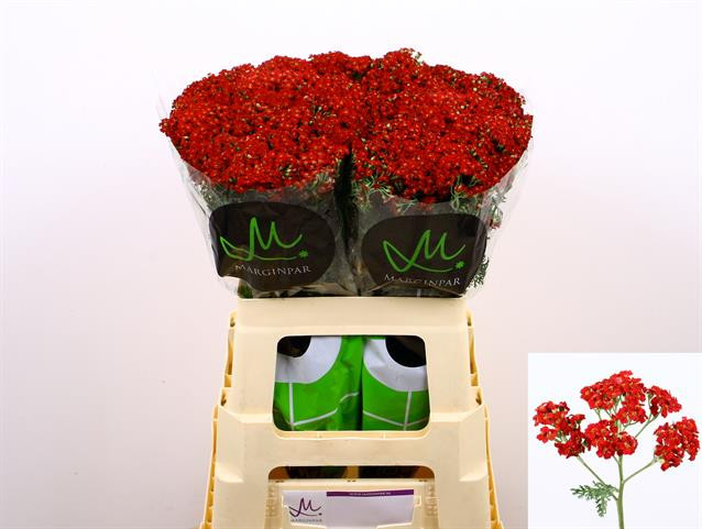 Achillea Paprika
