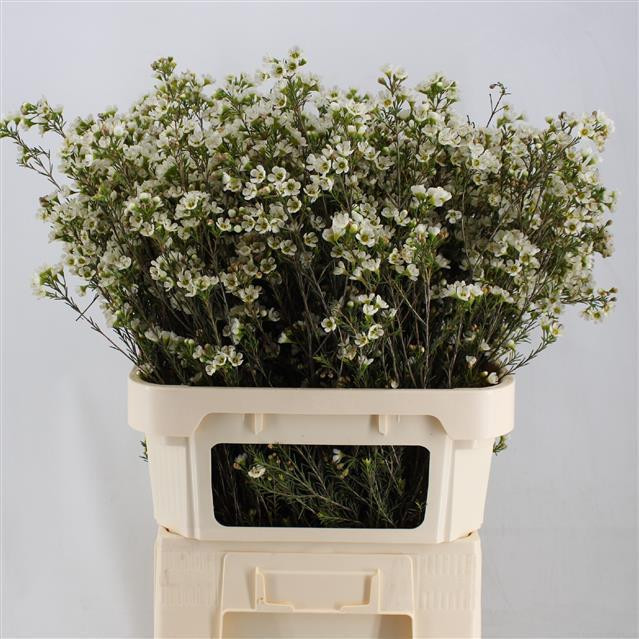 Waxflower Crystal Pearl