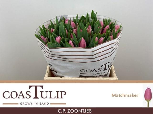 Tulpa en Coas Matchmaker