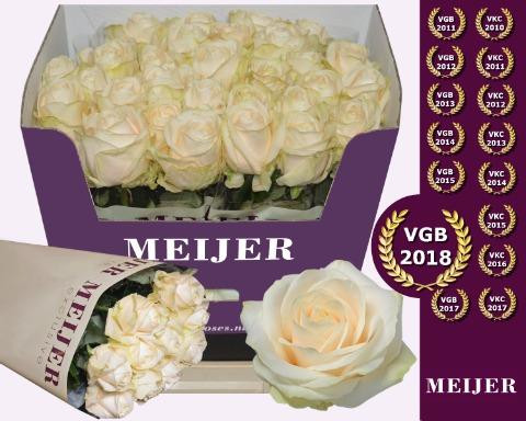 Rose Four Seasons+