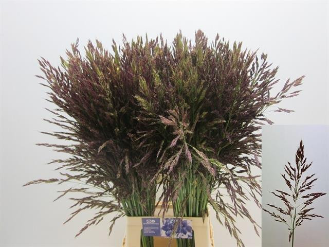 Panicum Umbrella