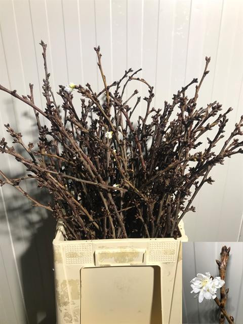 Prunus White Wild