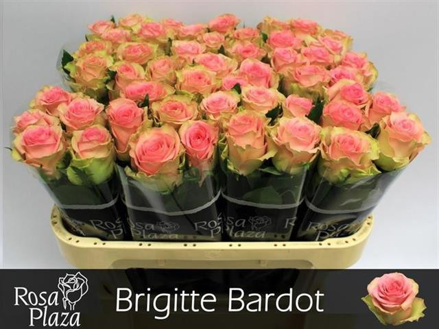 Rose Brigitte Bardot