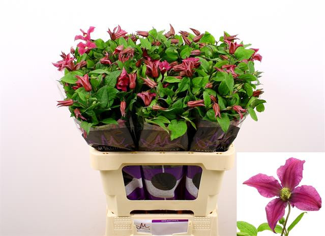 Clematis Kyiv