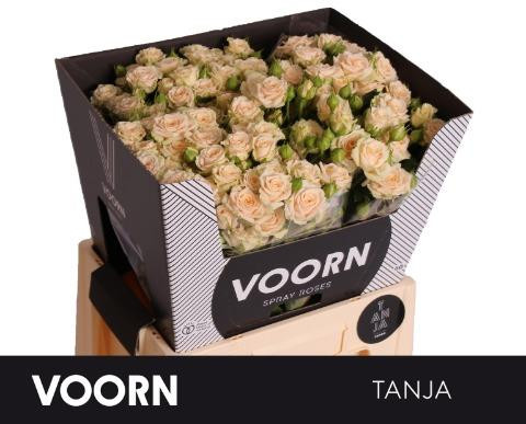 Roses Spray Tanja