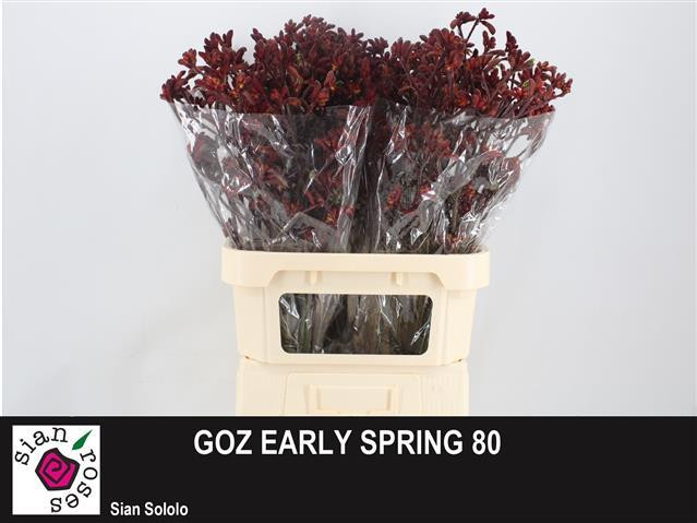 Anigoz Early Spring