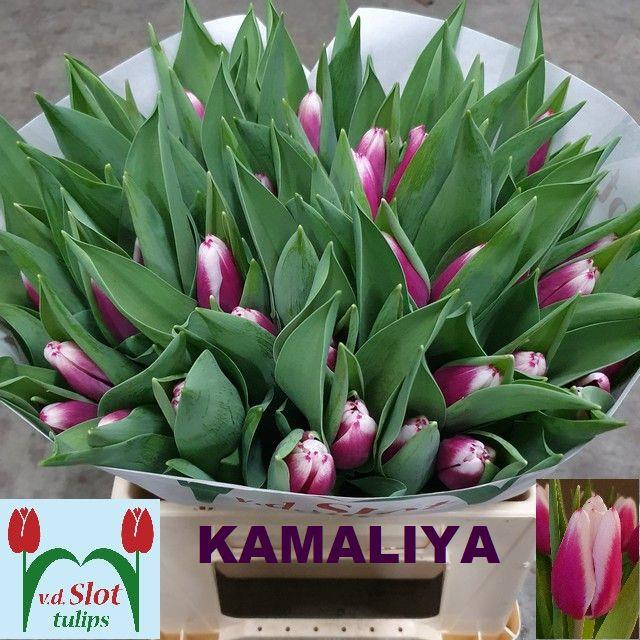 Tulpa en Kamaliya