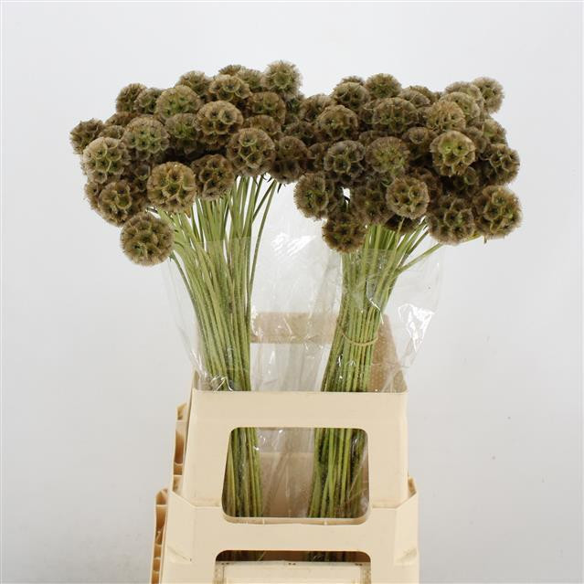 Scabiosa Stellata