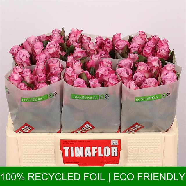 Rose Maritim TIMA