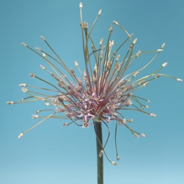 Allium Schubertii