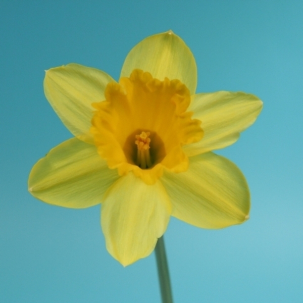 Narcis Gigantic Star