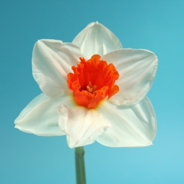 Narcis Johann Strauss