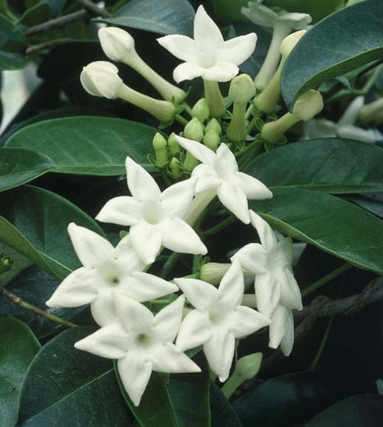 Dendrobium Stephanotis