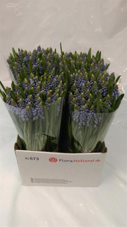 Muscari Armeniacum