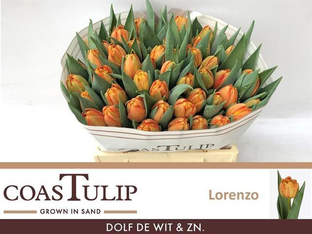 Tulp Du Coas Lorenzo