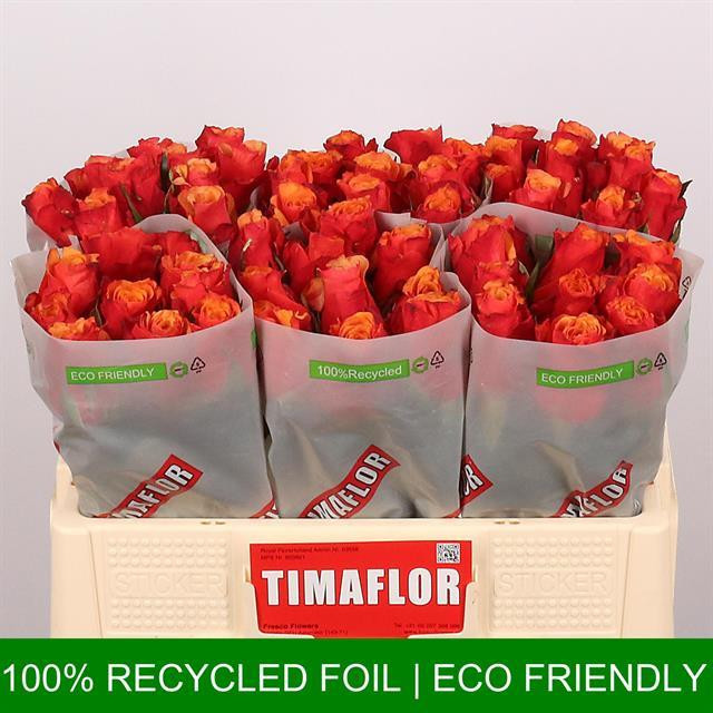 Rose Espana TIMA.