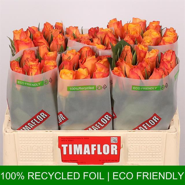 Rose Confidential TIMA