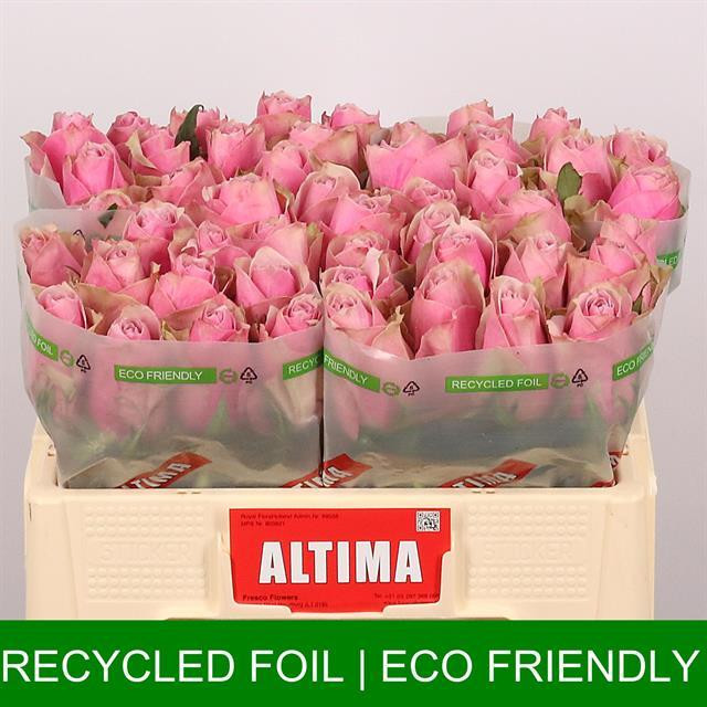 Rose Athena Royale TIMA