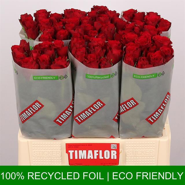 Rose Upper Class TIMA