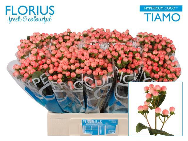 Hypericum Coco Tiamo (10)
