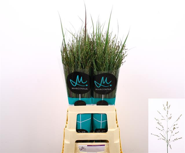 Panicum Heavy Metal