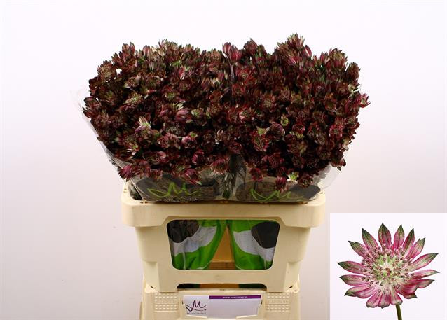 Astrantia Star of Flame