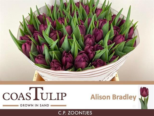 Tulp Du Coas Alison Bradley