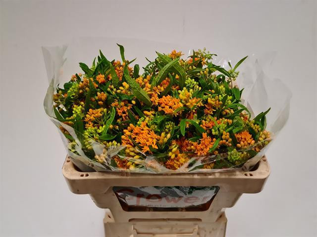 Asclep Tuberosa