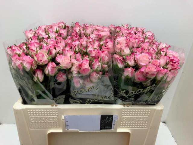Roses Spray Speak Blossoms