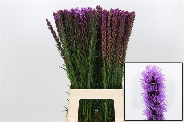 Liatris Callilepis
