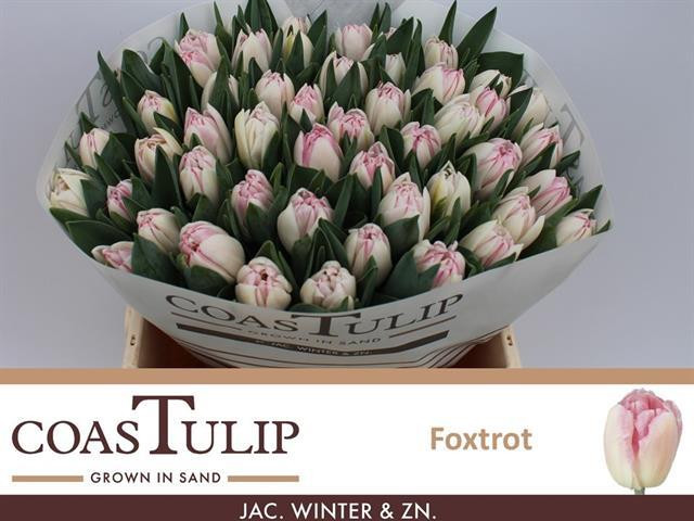 Tulp Du Coas Foxtrot