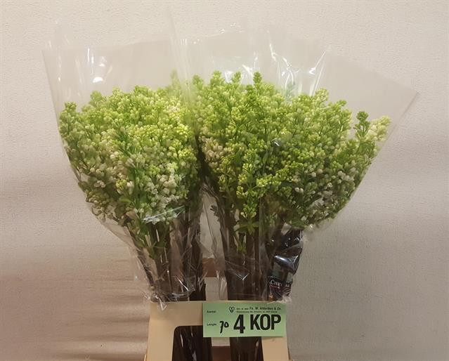 Syringa Fl Stepman 4+