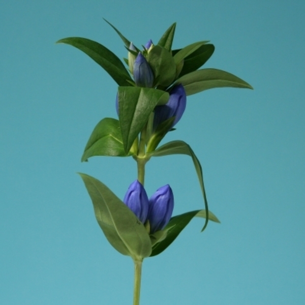 Gentiana Blue