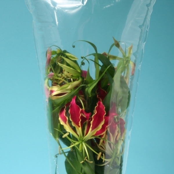 Gloriosa Rothschild