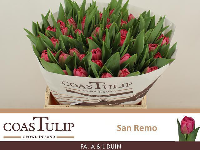 Tulp Du Coas San Remo