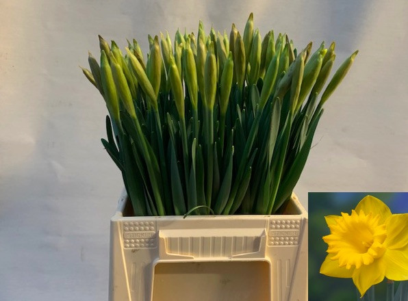 Narcis Dutch Master
