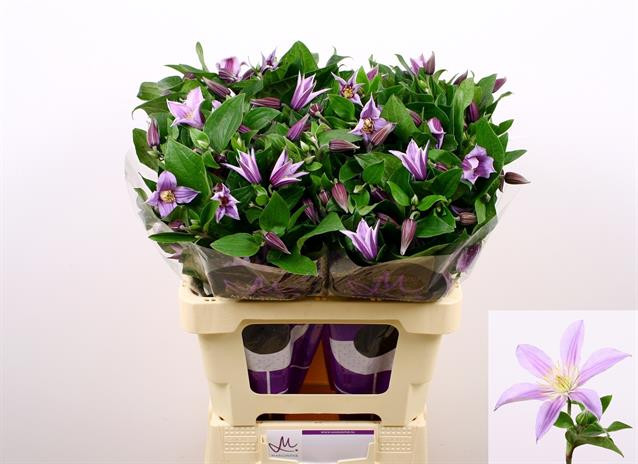 Clematis Star River