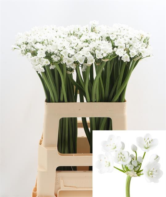 Allium Neopolitanum