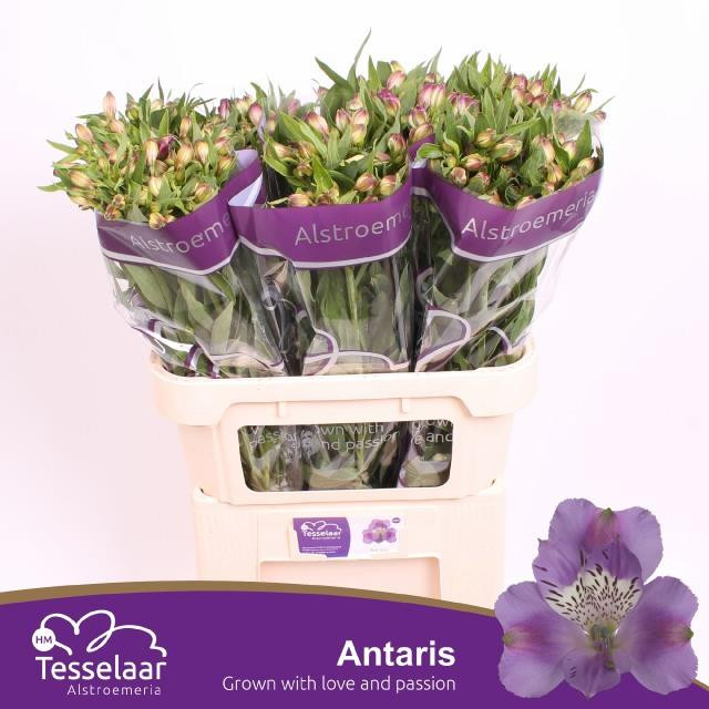 Alstroemeria Antaris