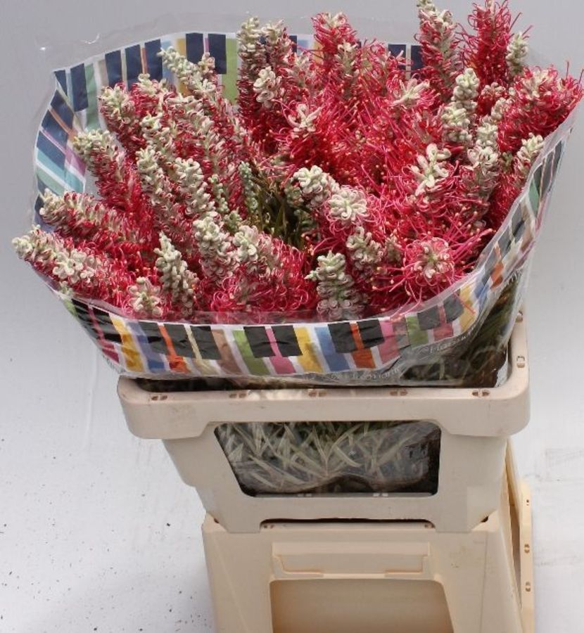 Grevillea Grevi Misty Red