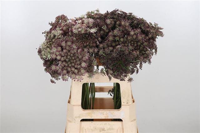Ammi Daucus carota Dara