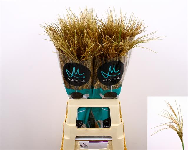 Miscanthus Miscantus White Cloud
