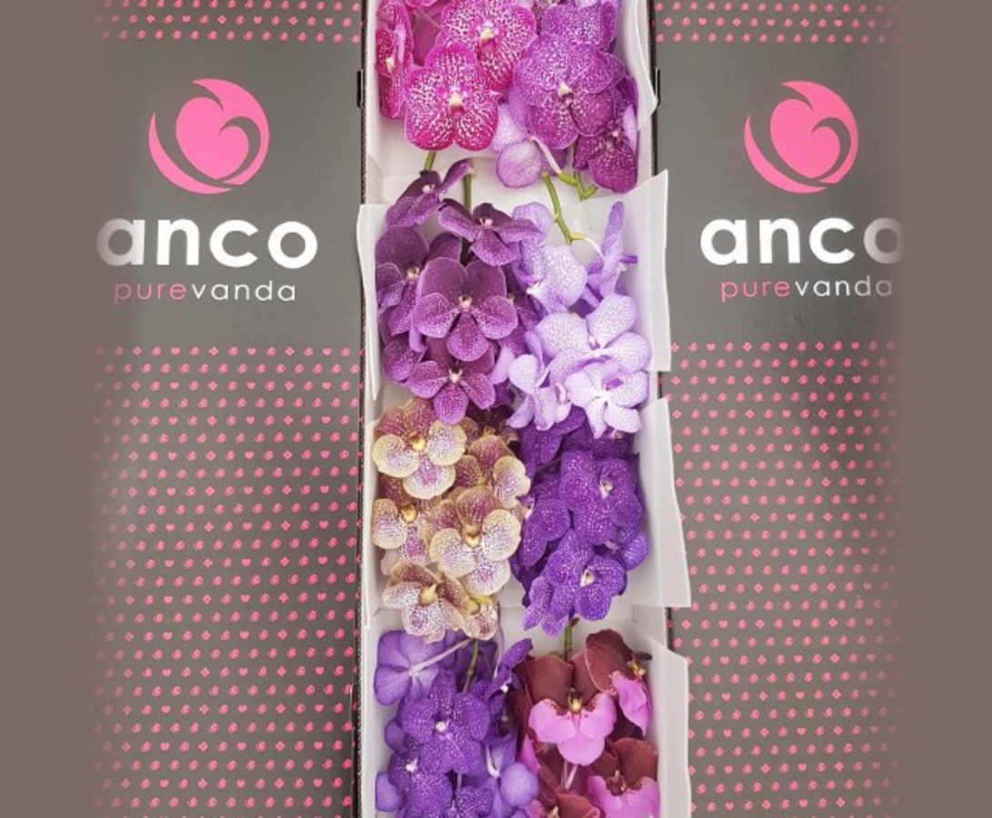 Vanda Mixed (p.stem)