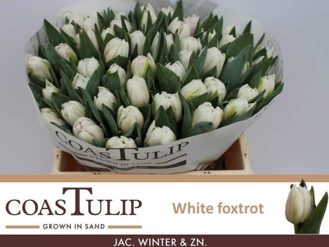 Tulp Du Coas White Foxtrot