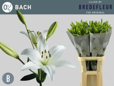 Li la Bach