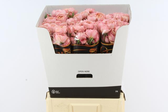 Roses Spray Julietta