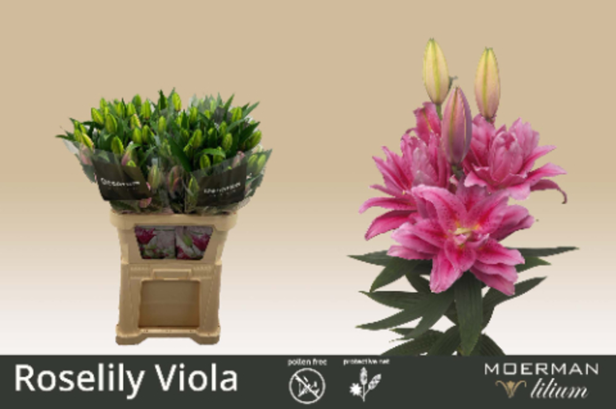 Li or Roselily Viola