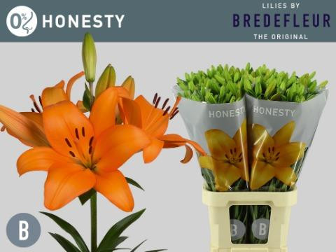 Li la Honesty