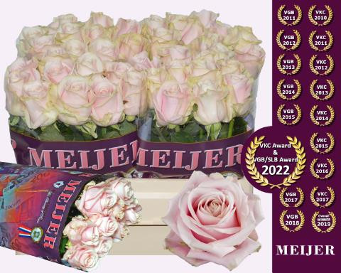 Rose Sweet Aval.